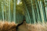 Bamboo